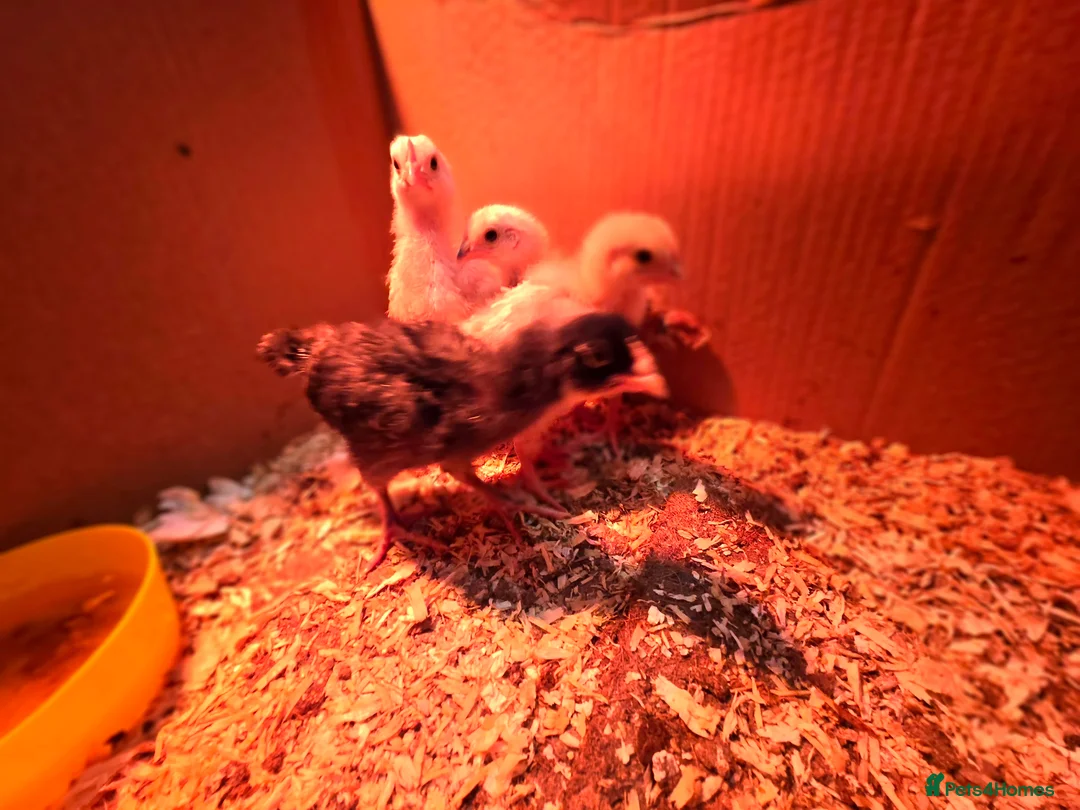 Mixed Breed poultry for sale: 🌟 Beautiful Silkie & Polish Eggs & Chicks 🌟 - Advert 5