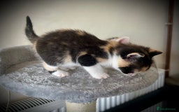 Ragdoll cats for sale: Ragdoll x Kittens ( prices vary)  - Image 3