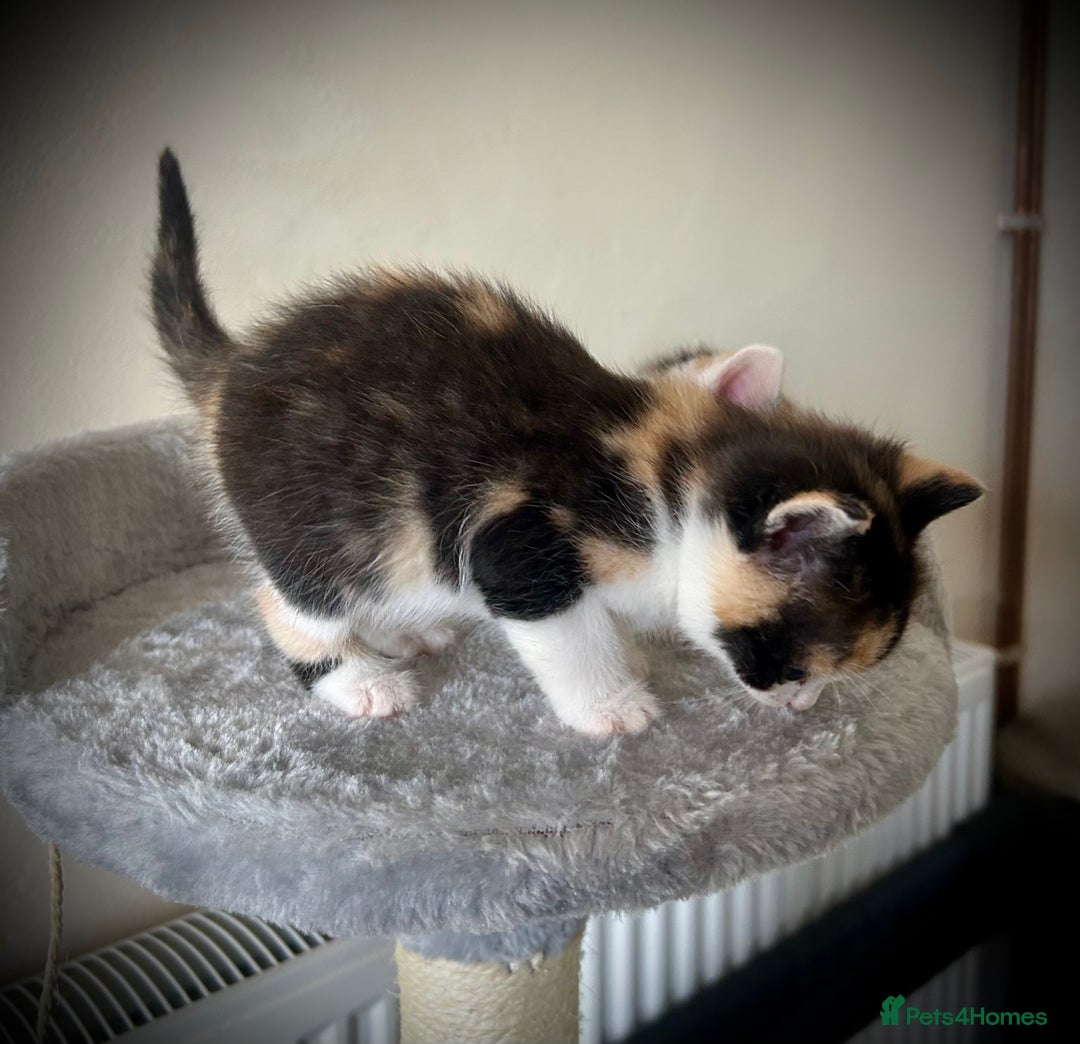 Ragdoll cats for sale: Ragdoll x Kittens ( prices vary)  - Image 3