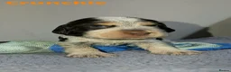 Cocker Spaniel dogs for sale: Beautiful Show Cocker Spaniel Puppies  - Advert 7