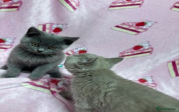 British Shorthair cats for sale: Rainbow litter 🤩🤩💕💕🌈🌈 - Image 6