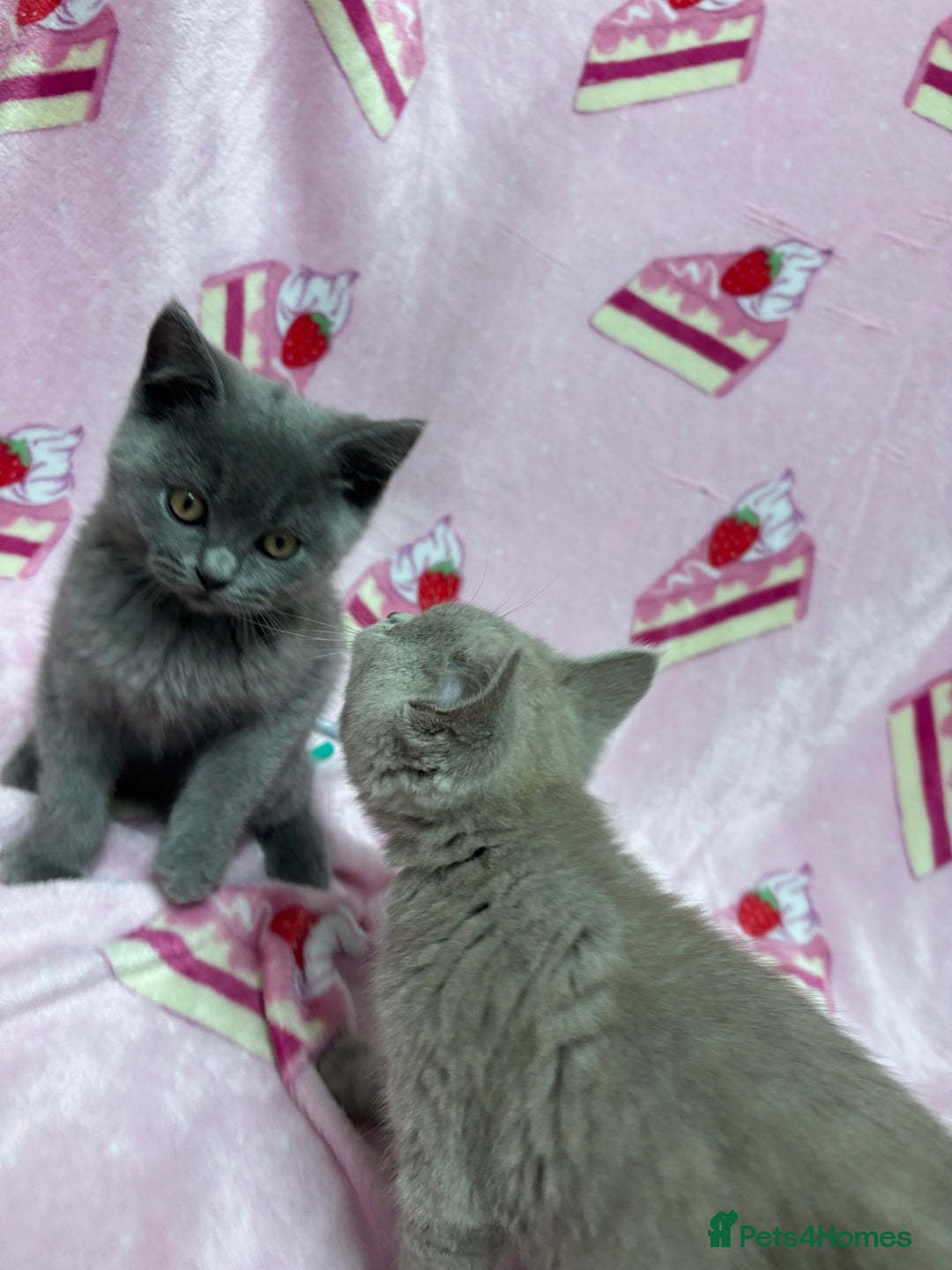 British Shorthair cats for sale: Rainbow litter 🤩🤩💕💕🌈🌈 - Image 6
