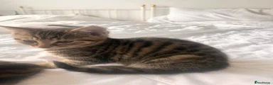 Domestic Shorthair 3