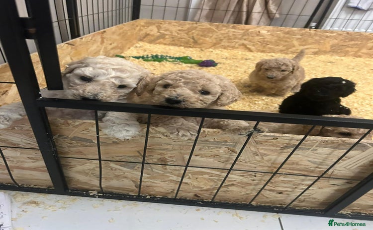 Standard Poodle dogs - Advert 1