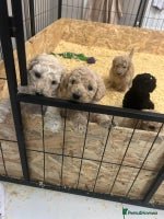 Standard Poodle dogs Standard poodles - Advert 3