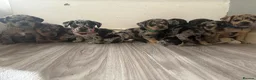 Mixed Breed dogs for sale: Beautiful Frenchie X Dachshund pups *5 left*  - Advert 4