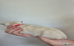 Bengal cats for sale: TICA large/clouded rosettes snow bengal kittens  - Image 11