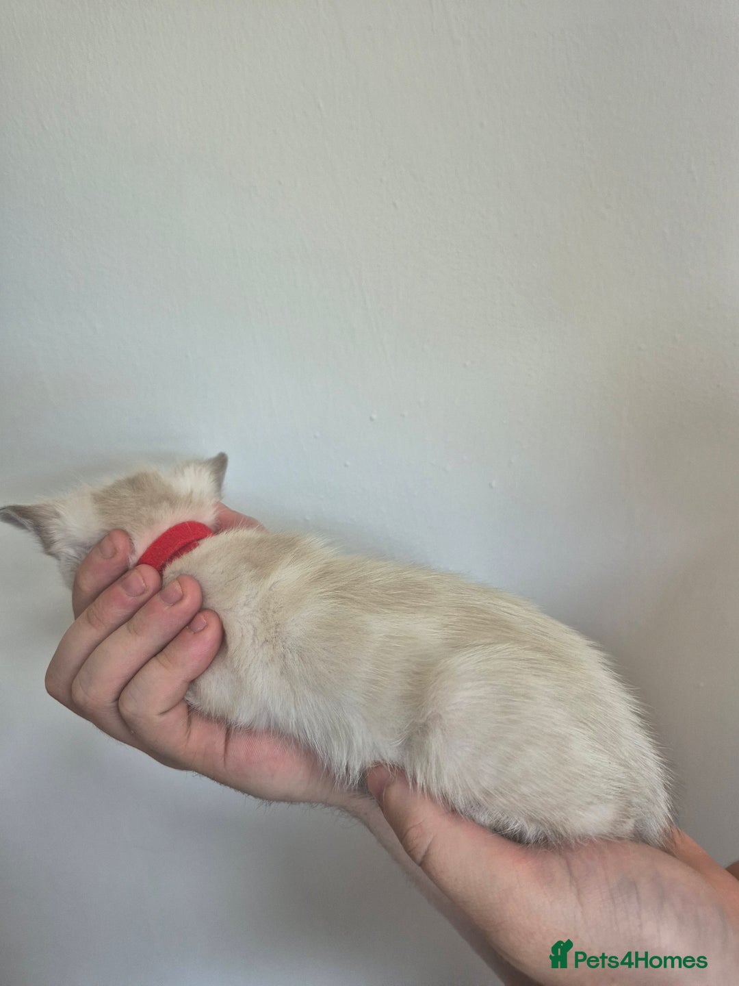 Bengal cats for sale: TICA large/clouded rosettes snow bengal kittens  - Image 11