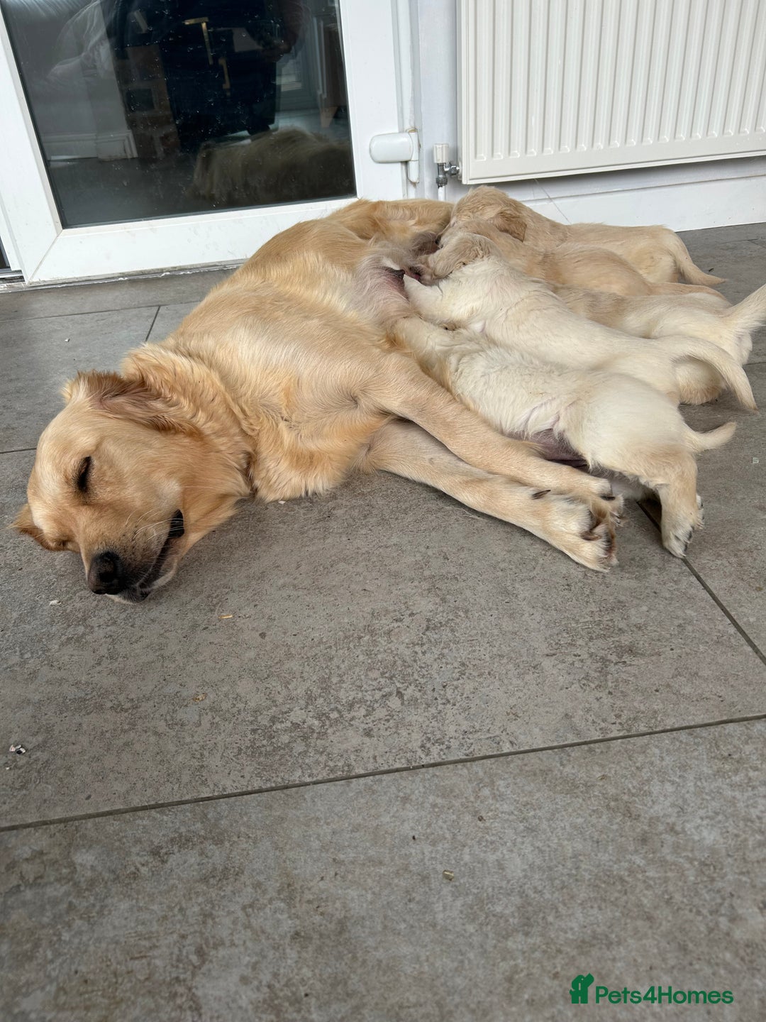 Golden Retriever dogs for sale: Beautiful Golden Retriever Puppies  - Image 27