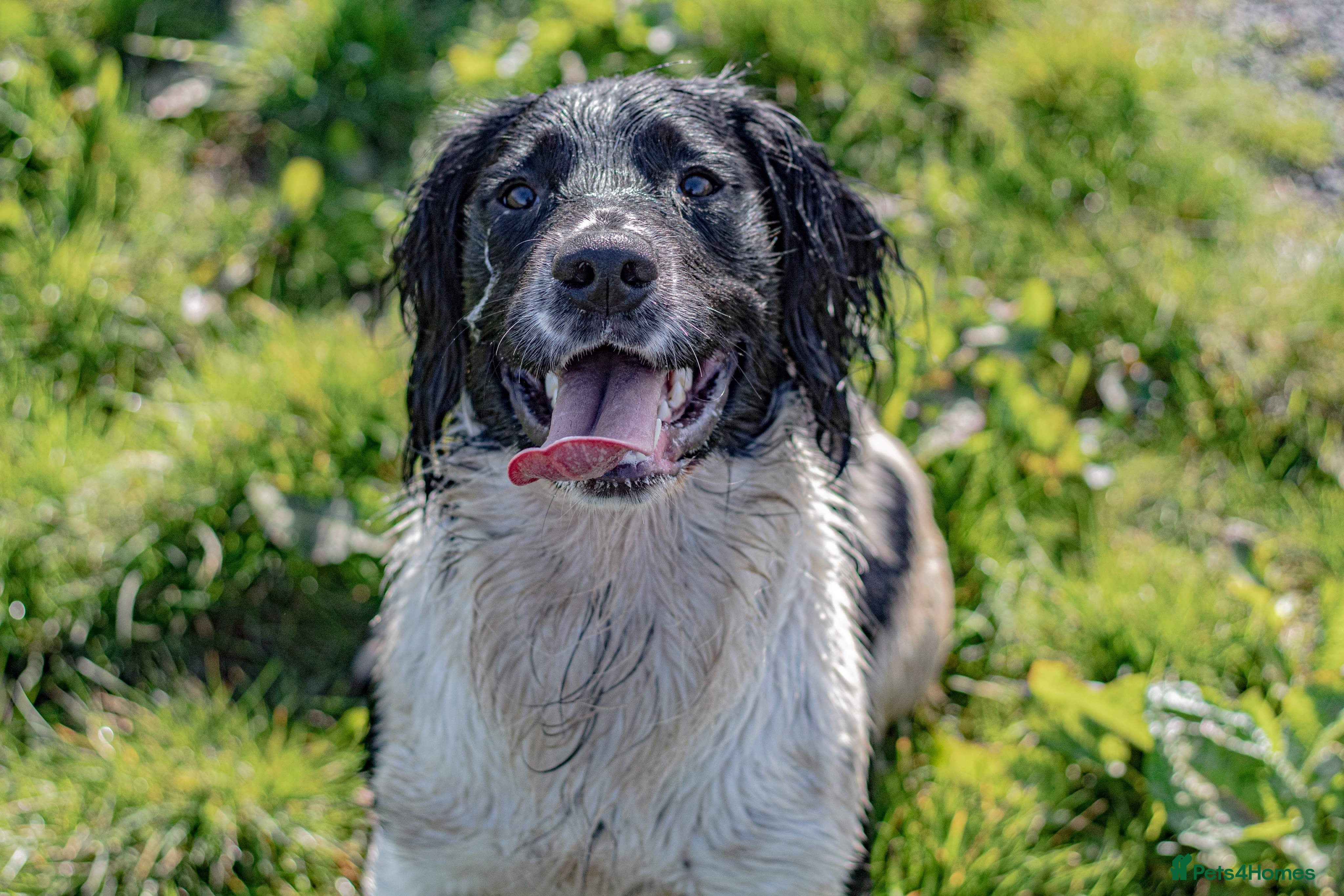 English Springer Spaniel dogs KC REG Black & White Springer Spaniel (PROVEN) in Darlington - Advert 14