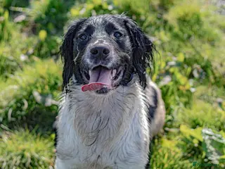 English Springer Spaniel dogs KC REG Black & White Springer Spaniel (PROVEN) in Darlington - Advert 6