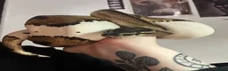 Python Snake reptiles for sale: Female pied ball python for sale in Pontypridd - Advert 2