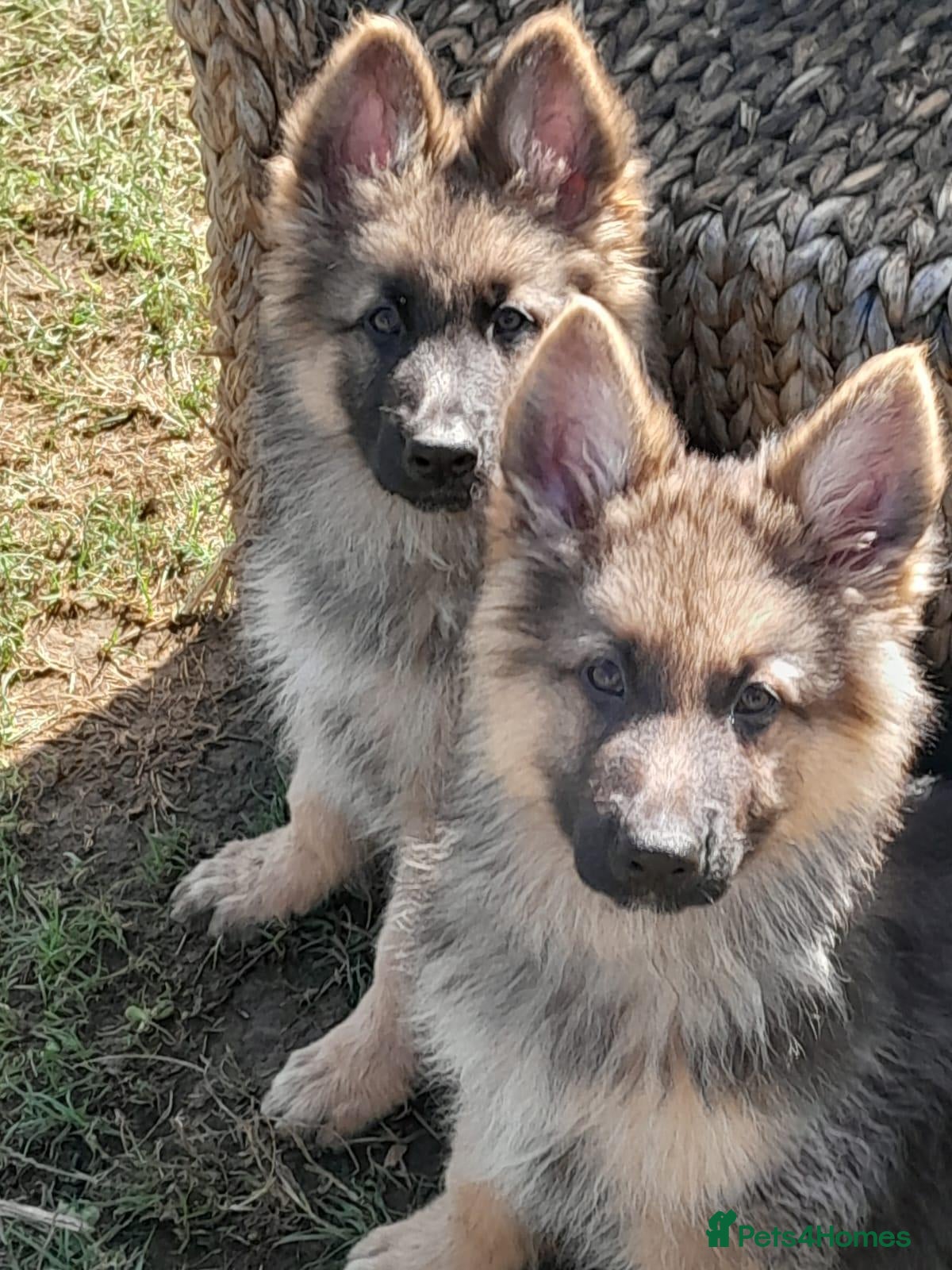 German Shepherd dogs GERMAN SHEPHERD PUPPIES  - Advert 6