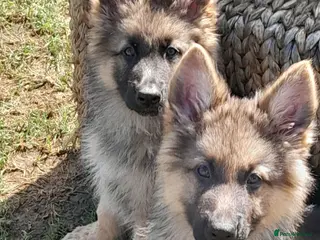 German Shepherd dogs GERMAN SHEPHERD PUPPIES - Advert 6