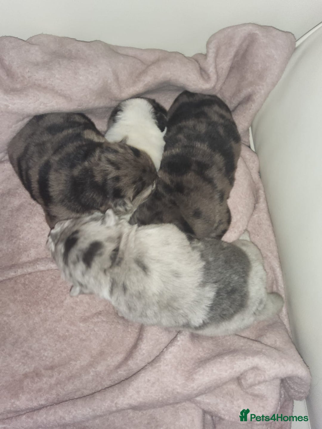 Chow Chow dogs for sale: 5 beautiful Merle rainbow chow chow puppies  - Advert 5