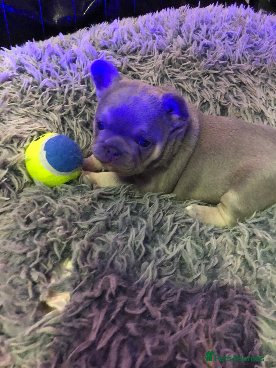 French Bulldog dogs for sale: Two boys  - Advert 4