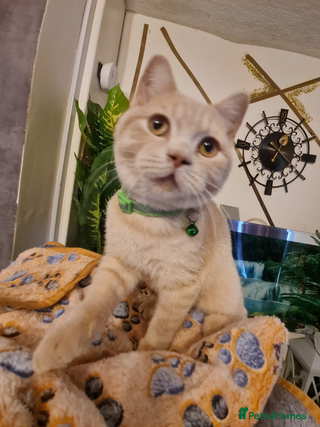 British Shorthair cats for sale: GCCF kittens ready 2 leave now - Advert 23