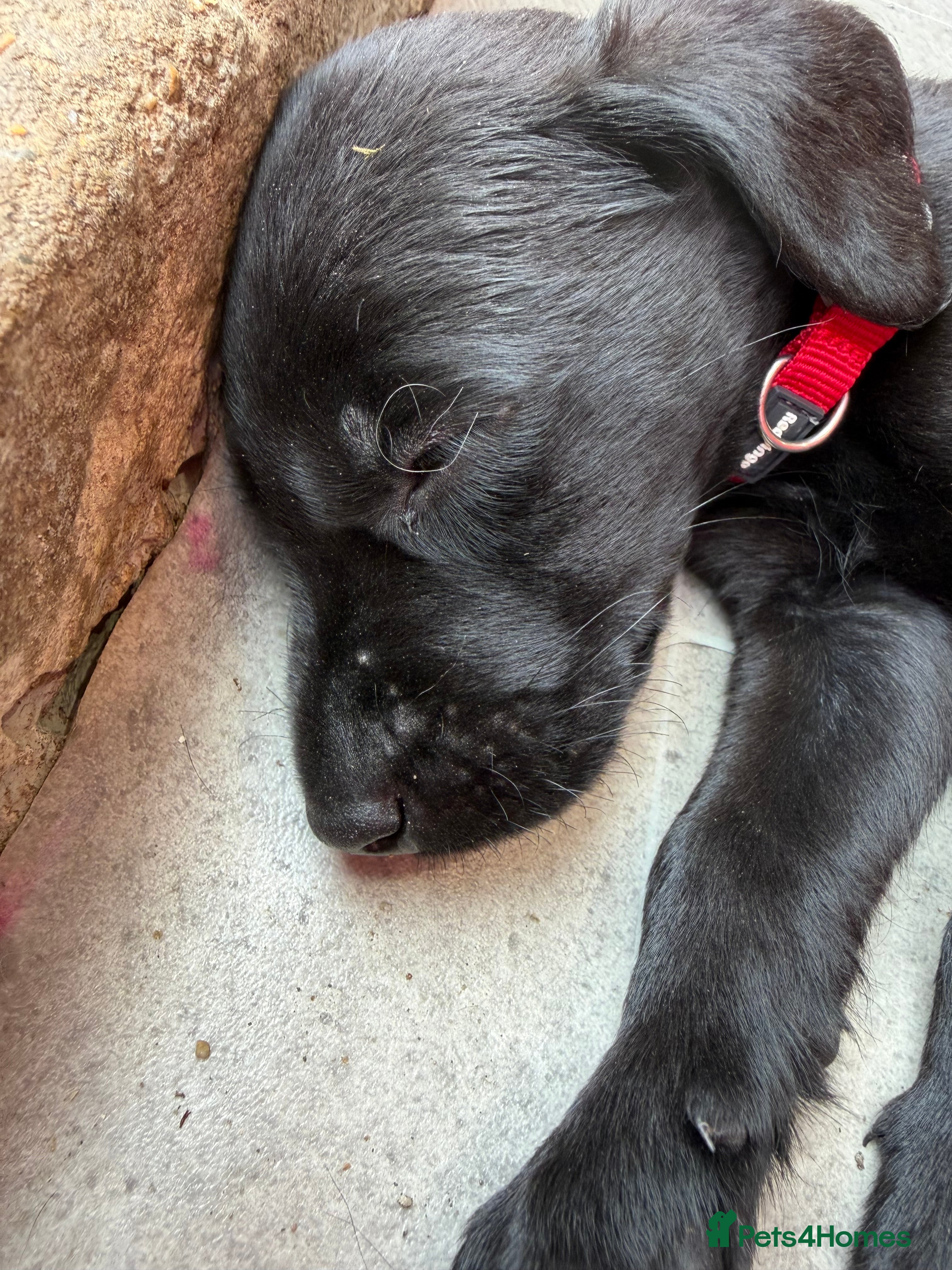 Labrador Retriever dogs KC Labrador puppies  - Advert 2