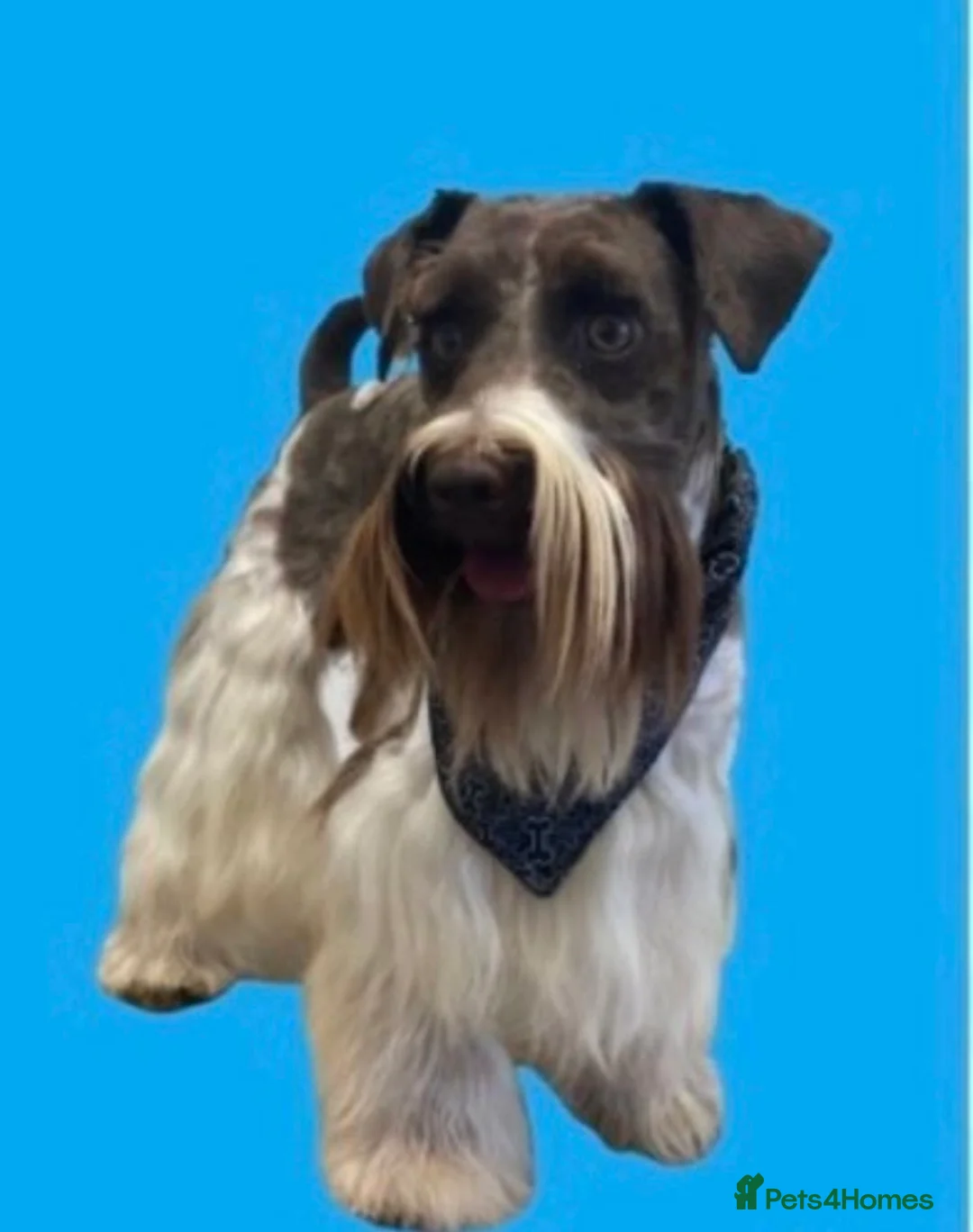 Miniature Schnauzer dogs for stud: KCChoc/White Miniature Schnauzer Stud MAC BVACLEAR in Coventry - Advert 13