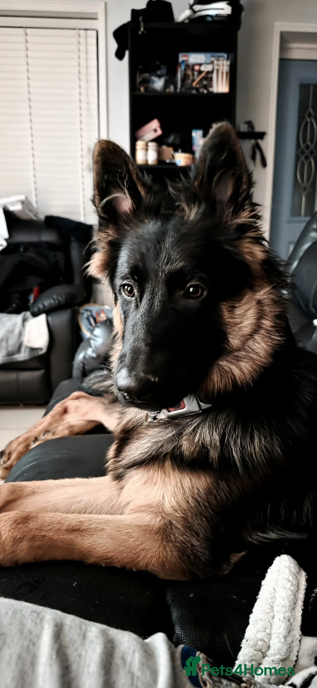 German Shepherd dogs for sale: German Shepherd  in Tonbridge - Advert 6