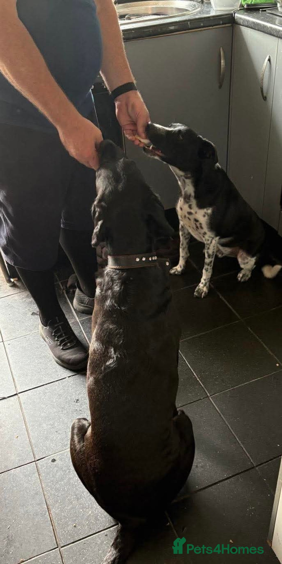 Mixed Breed dogs for adoption: Sergio the rescue dog sweetheart, in Liverpool - Image 7