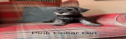 Miniature Schnauzer dogs for sale: KC registered, health tested, puppies ready now! - Advert 2