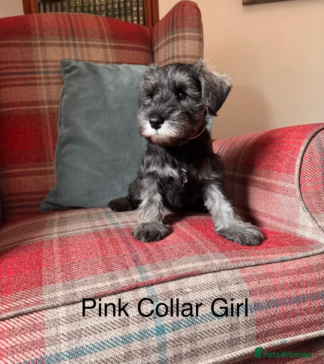 Miniature Schnauzer dogs for sale: KC registered, health tested, puppies ready now! - Advert 2