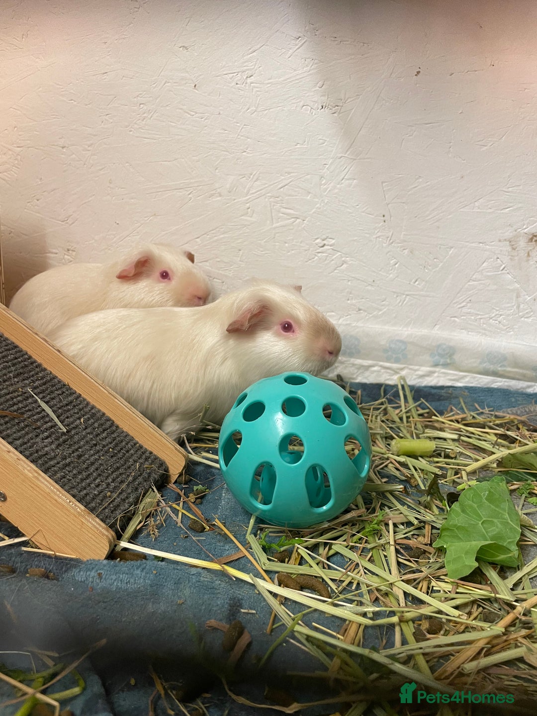 Guinea Pig rodents for sale: Male bonded pair  - Advert 1