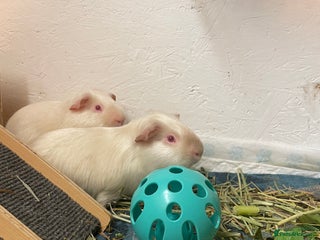 Guinea Pig rodents Male bonded pair - Advert 1