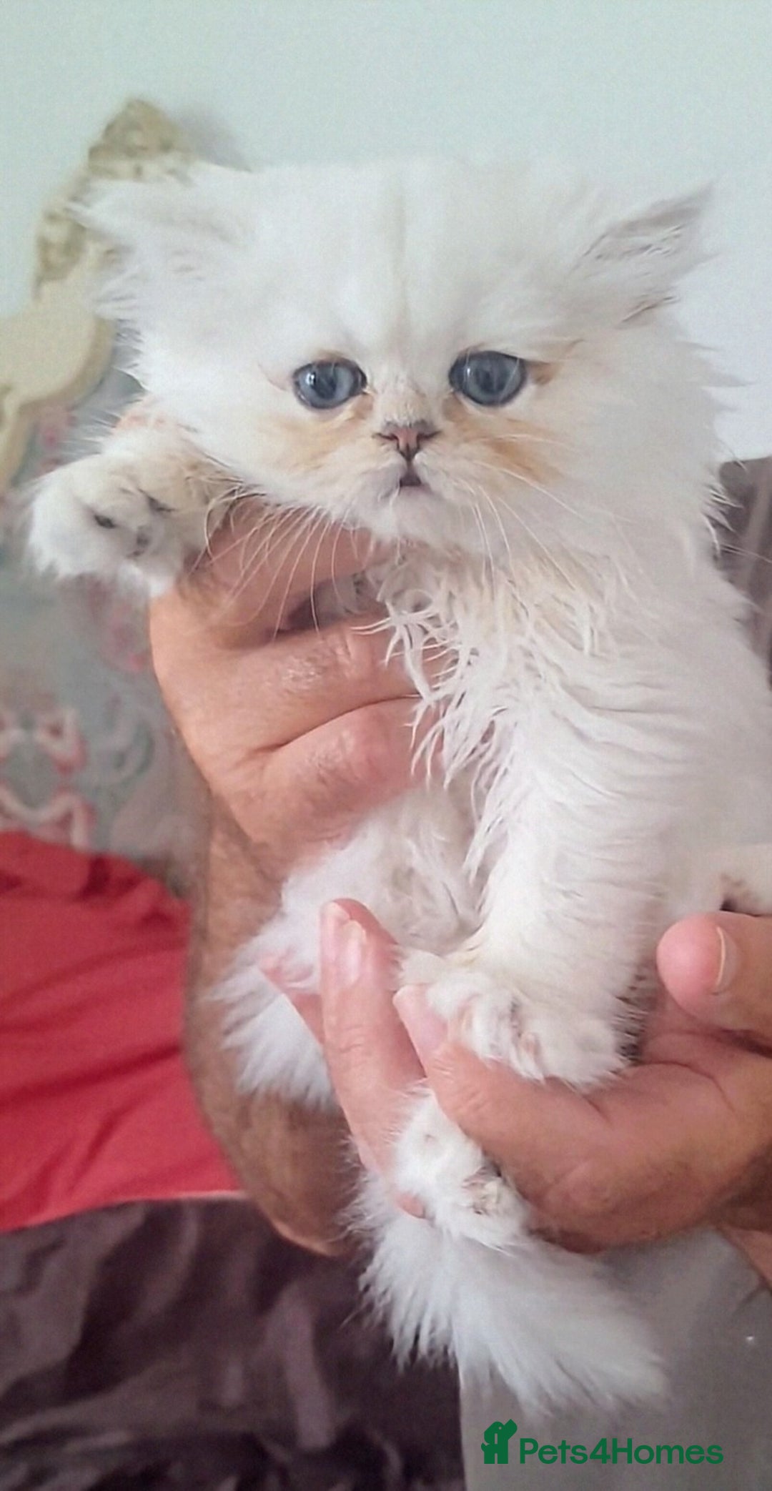 Persian cats for sale: Quality pure bred white tipped kittens - Image 12