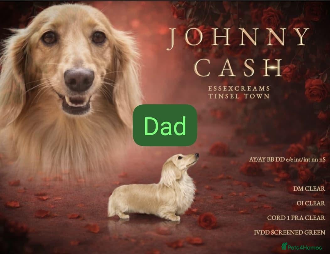 Dachshund dogs 🐾 3 Stunning Dachshund Puppies – Loving Homes ❤️ - Advert 2
