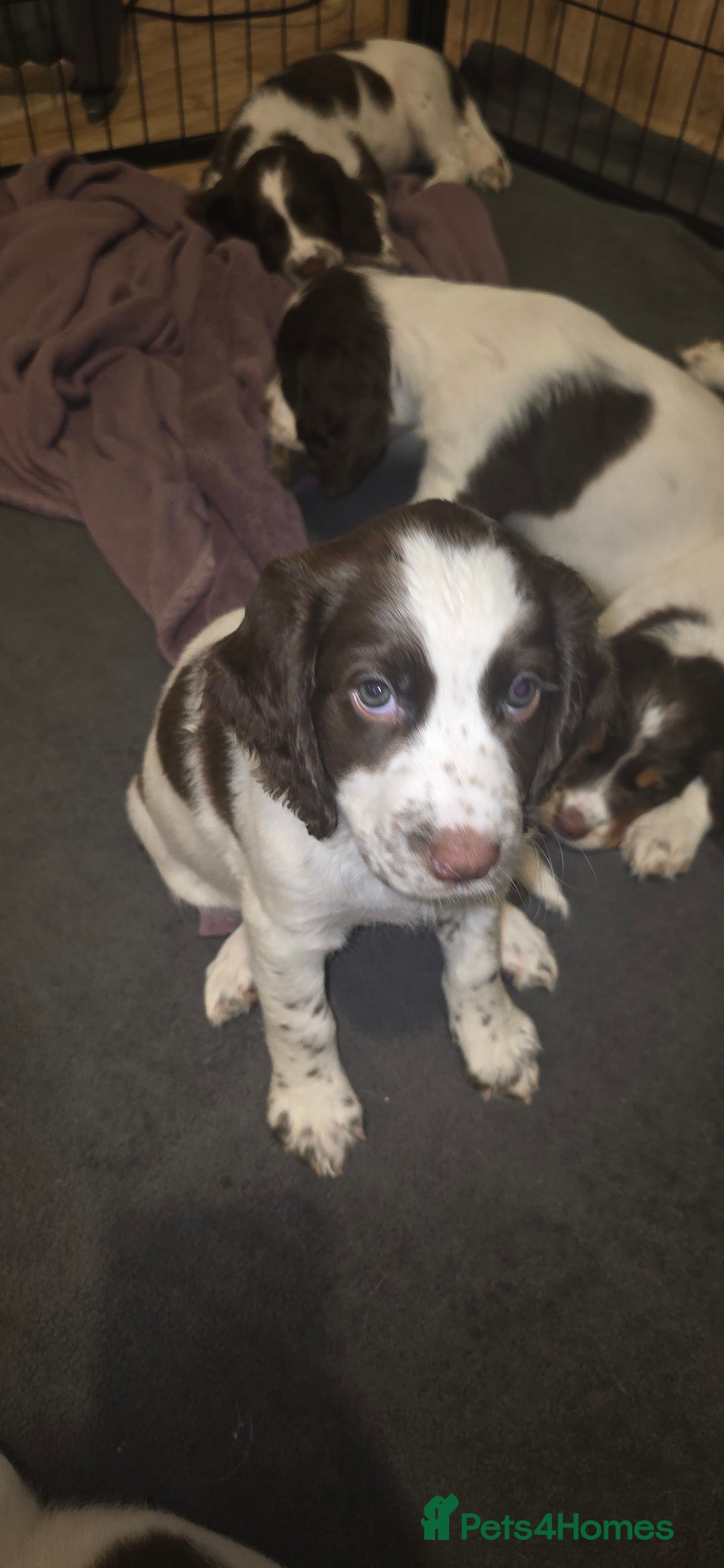 Sprocker dogs for sale: Home-Reared Sprocker Puppies  - Advert 15