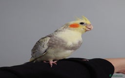 Cockatiels birds for sale: Hand reared silly tame DNA sexed baby cockatiels  - Image 22