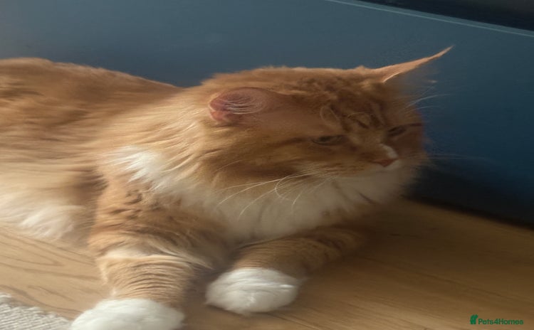 Maine Coon cats - Advert 2