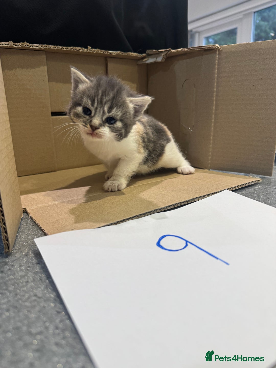 Mixed Breed cats for sale: British shorthair mix kittens  - Advert 10