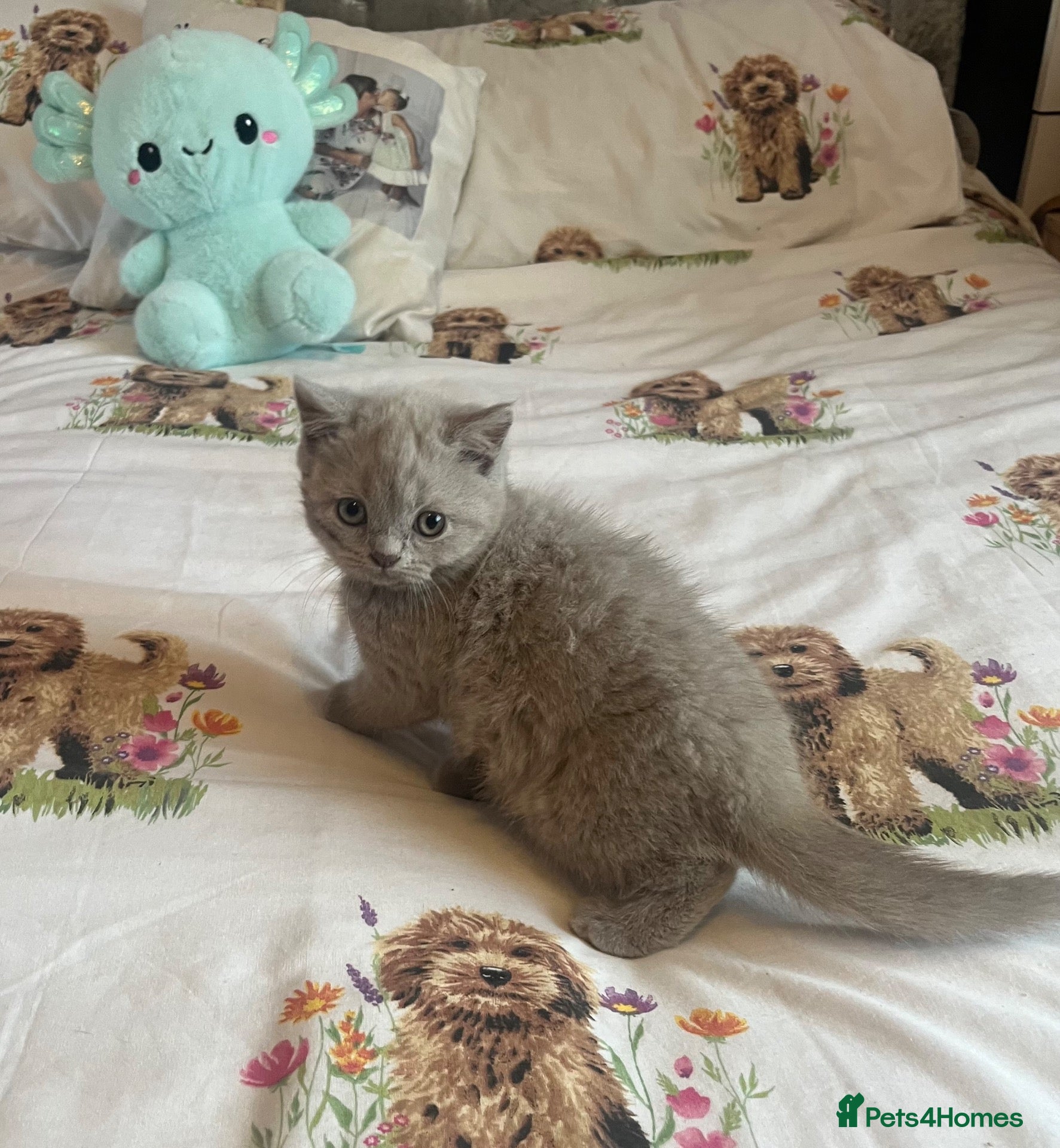 British Shorthair cats 2 Beautiful Bsh Girls READY NOW - Advert 2