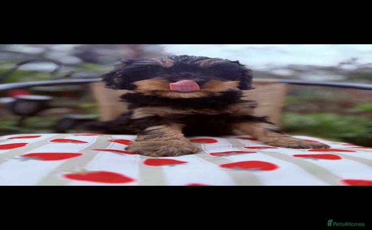 Cavapoo dogs - Advert 16