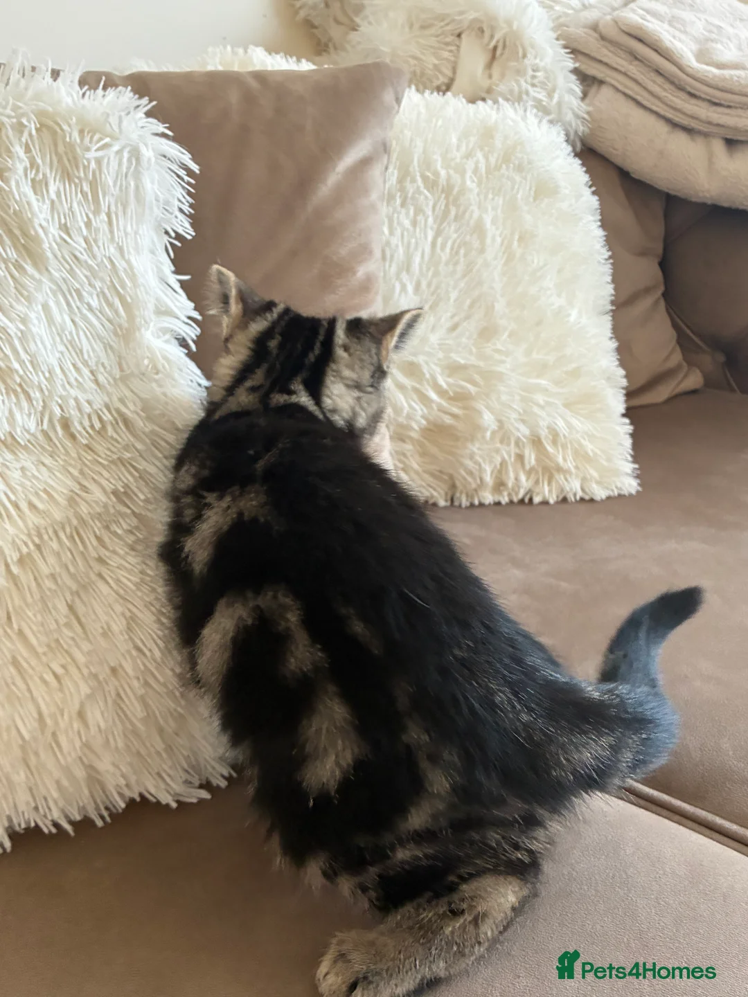 Mixed Breed cats for sale: two domestic kittens - Advert 3