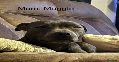 Staffordshire Bull Terrier dogs - Advert 9