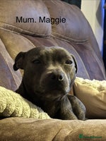 Staffordshire Bull Terrier dogs - Advert 9