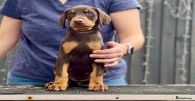 Dobermann dogs - Advert 8