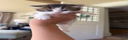 Scottish Fold cats for sale: 🩷Scottish fold x kittens 🩷 - Advert 4