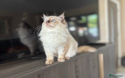 Ragdoll cats for sale: TICA DNA tested 5 Gen Pedigree  - Image 31