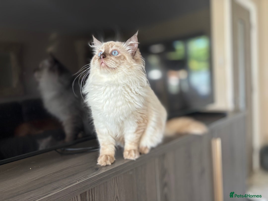 Ragdoll cats for sale: TICA DNA tested 5 Gen Pedigree  - Image 31
