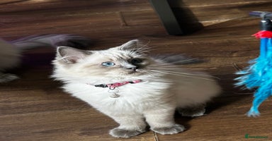 Ragdoll cats - Advert 2