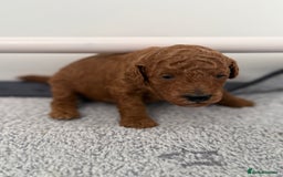 Toy Poodle dogs for sale: 6 Exquisite Red Toy Poodles. Parents DNA Clear - Image 3