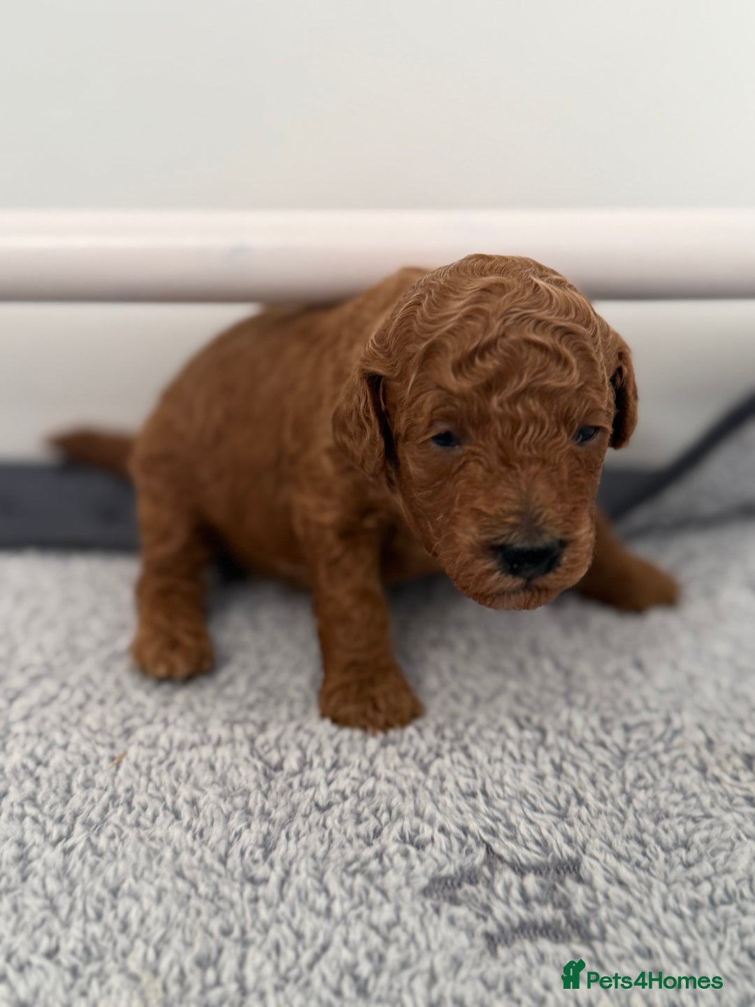 Toy Poodle dogs for sale: 6 Exquisite Red Toy Poodles. Parents DNA Clear - Image 3