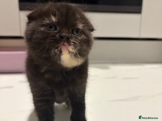 Scottish Fold cats Scottish fold&straight kittens - Advert 4