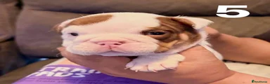 English Bulldog Puppy 4