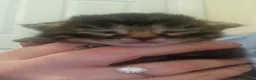 Mixed Breed cats for sale: Beautiful kittens for sale  in Walsall - Advert 3